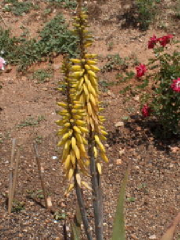 Aloe_vera_flower.jpg