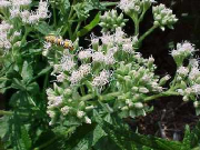 boneset3.jpg