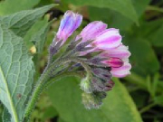 comfreyflower.jpg