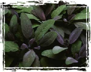 purple_sage.jpg