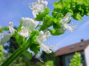 Basil_Sweet_flower.jpg