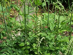 BlackCohosh.jpg
