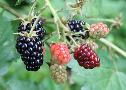 Blackberryberries.jpg