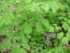 BlueCohoshCaulophyllumthalictroides.jpg