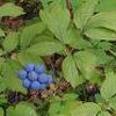 BlueCohoshCaulophyllumthalictroides3.jpg