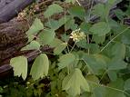 BlueCohoshCaulophyllumthalictroides5.jpg