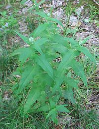 Boneset.jpg