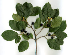 Buckthorn