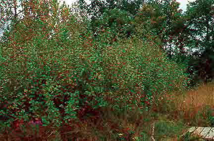 Buckthorn Glossy