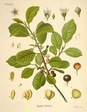 Buckthorn