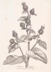 Burdock.jpg