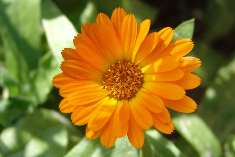 Calendula_officinalis2.jpg
