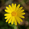 Calendulaarvensis2.jpg
