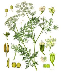 Carawayseed1.jpg