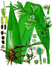 Cardamom.jpg