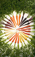 Carrot3.jpg