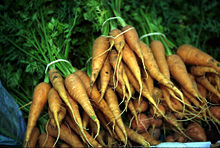CarrotDaucuscarota.jpg