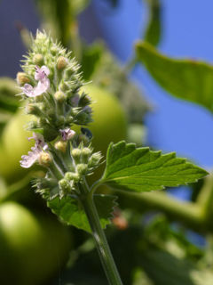 CatnipNepetacataria.jpg