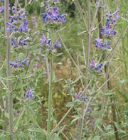 CatnipNepetacurvifloraflowers.jpg