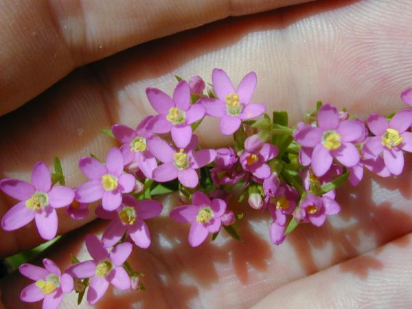 Centaureum_erythraea_1.jpg