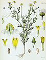 Chamomile_picture2.jpg