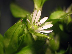 Chickweedflower.jpg
