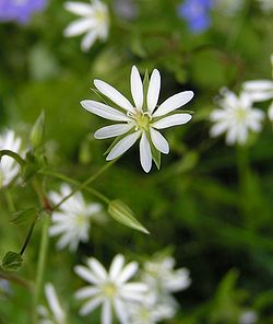 Chickweedflower2.jpg
