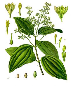 Cinnamon Cinnamomun verum