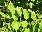 Cinnamon, Wild leaves