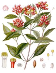 Clove Cloveex
