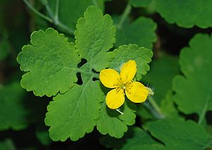 Greater Celanding Flower