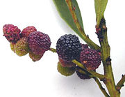 bayberryfruit.jpg