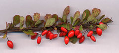 berberrythunbergii.jpg