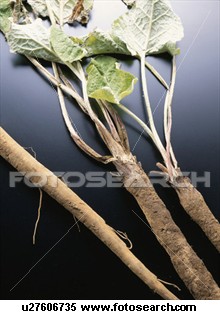 burdockroot.jpg