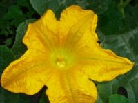 pumpkin_flower.jpg